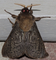 Oxycanus antipoda