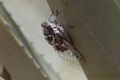 Cacama californica