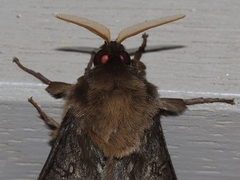 Oxycanus antipoda