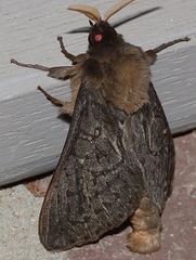 Oxycanus antipoda