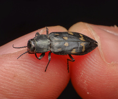 Melanophila consputa