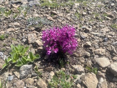 Pedicularis lanata