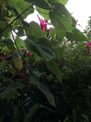 Dombeya wallichii