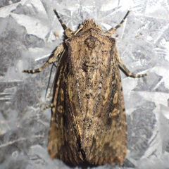 Dasygaster nephelistis