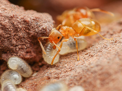 Lasius sitiens