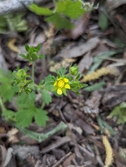 Potentilla biennis