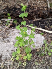 Potentilla biennis