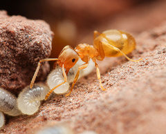 Lasius sitiens