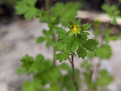 Potentilla biennis