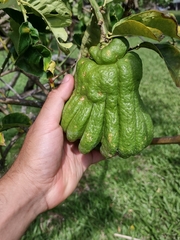 Citrus medica sarcodactylis