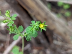 Potentilla biennis
