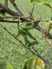Citrus medica sarcodactylis