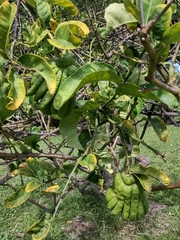 Citrus medica sarcodactylis