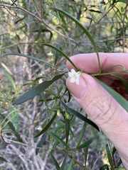 Myoporum acuminatum