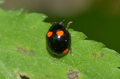 Brachiacantha quadripunctata quadripunctata