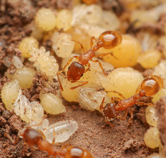 Temnothorax rugatulus