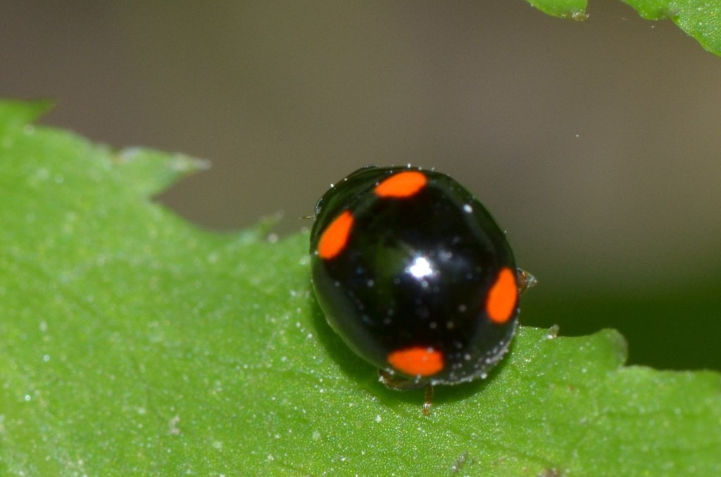 Four-spotted Spurleg