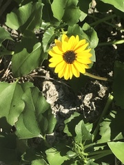 Helianthus debilis