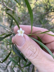Myoporum acuminatum