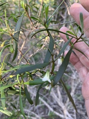 Myoporum acuminatum