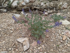 Lupinus caudatus caudatus