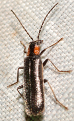 Rhagonycha excavata