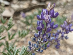 Lupinus caudatus caudatus