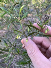 Myoporum acuminatum