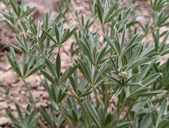 Lupinus caudatus caudatus