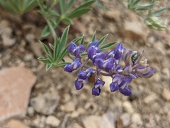 Lupinus caudatus caudatus