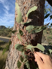 Corymbia erythrophloia