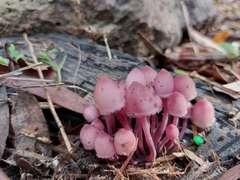 Mycena clarkeana