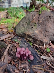 Mycena clarkeana
