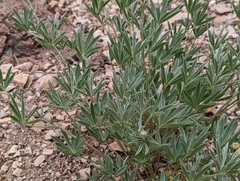 Lupinus caudatus caudatus