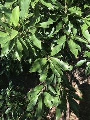 Sideroxylon salicifolium
