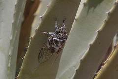 Cacama californica