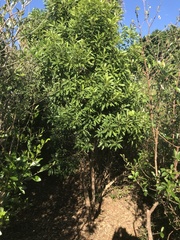 Sideroxylon salicifolium