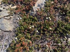 Cassiope tetragona