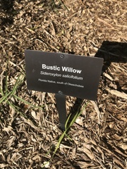 Sideroxylon salicifolium