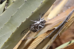 Cacama californica
