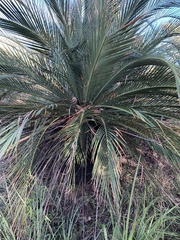 Macrozamia moorei