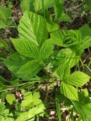 Rubus saxatilis