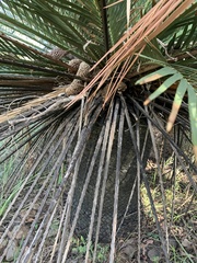 Macrozamia moorei