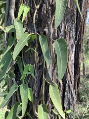 Parsonsia eucalyptophylla