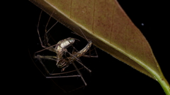 Tetragnatha hawaiensis