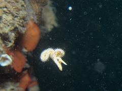 Eteone pacifica