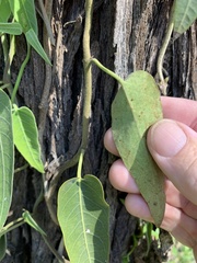 Parsonsia eucalyptophylla