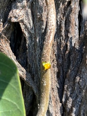 Parsonsia eucalyptophylla