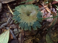 Lactarius indigo