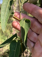 Parsonsia eucalyptophylla